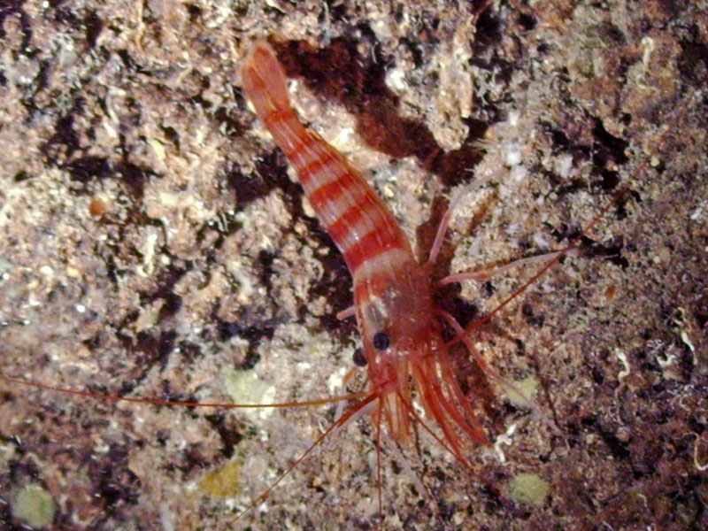 Crevette