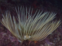 	Spirographis spallanzani