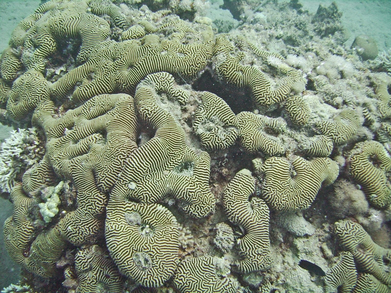 Corail cerveau