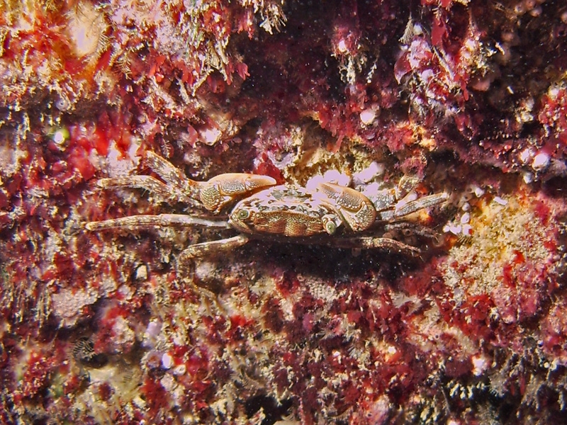 Crabe