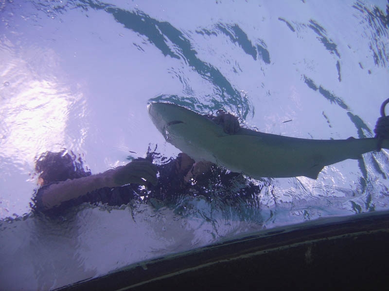 Blacknose shark