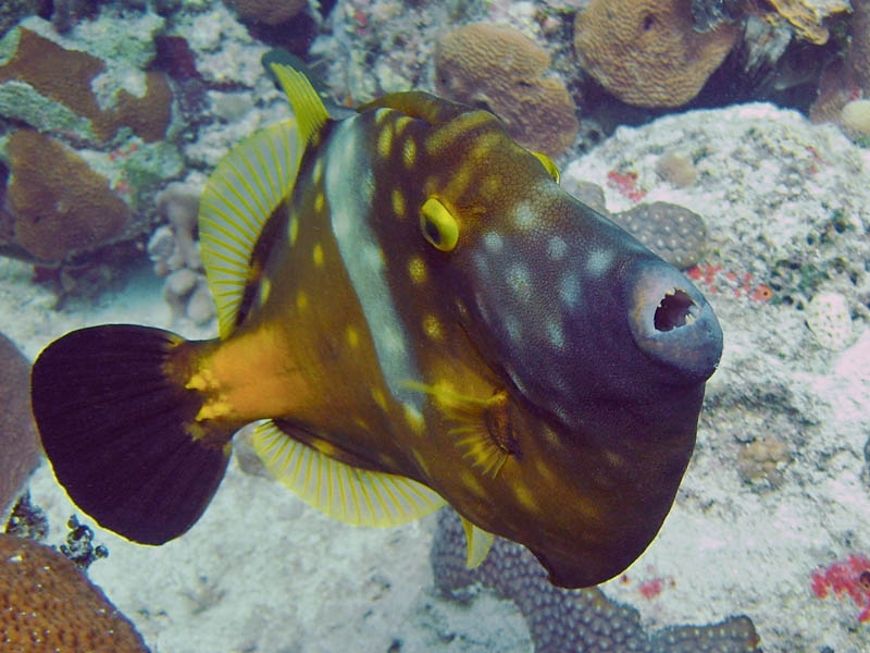 Trigger fish