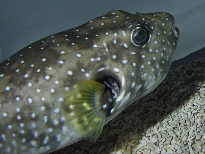 Tetraodon