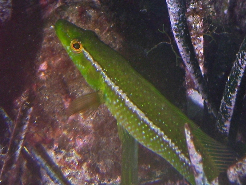 Labre vert