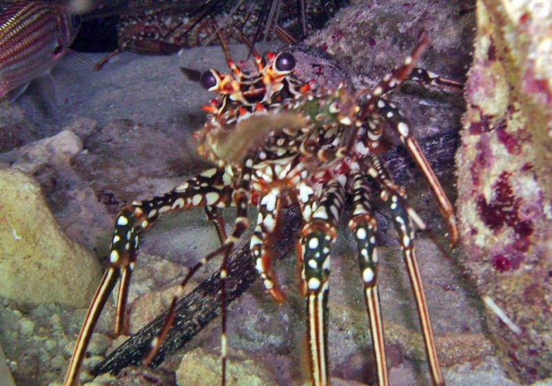 Lobster