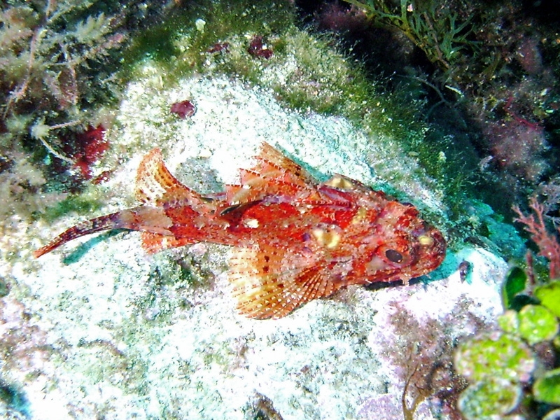 Rascasse rouge