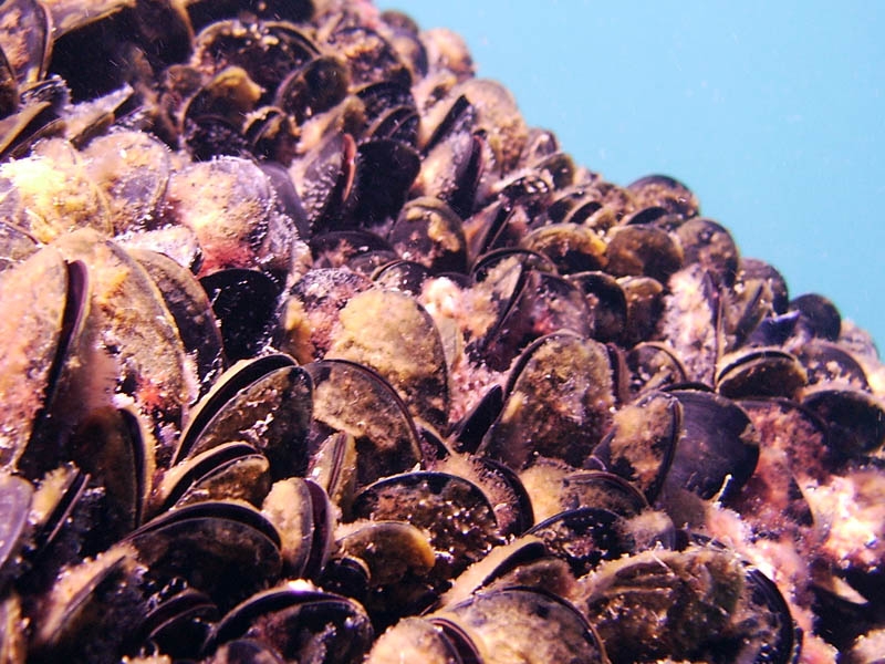 Moules