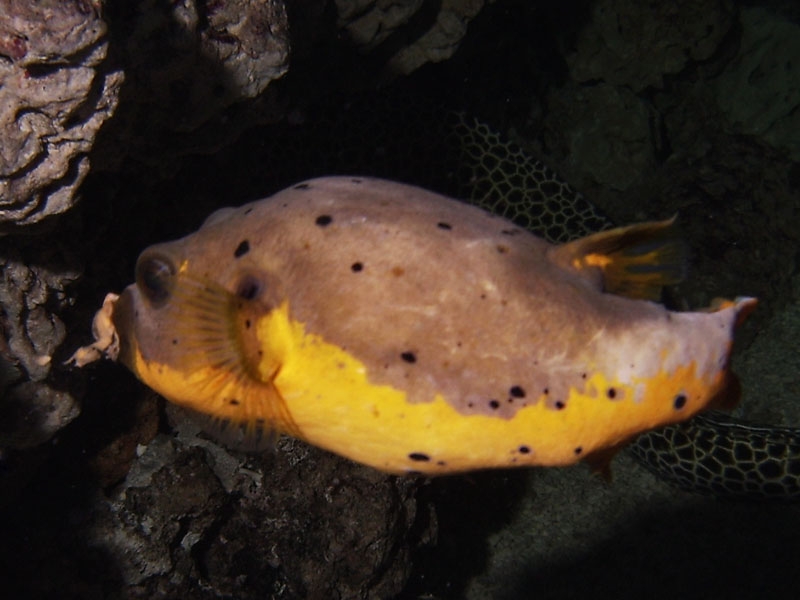 Tetraodon