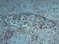 Papilloculiceps longiceps
