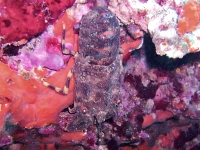 Scyllarides latus