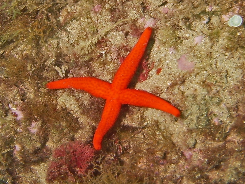 Etoile de mer (4 bras)