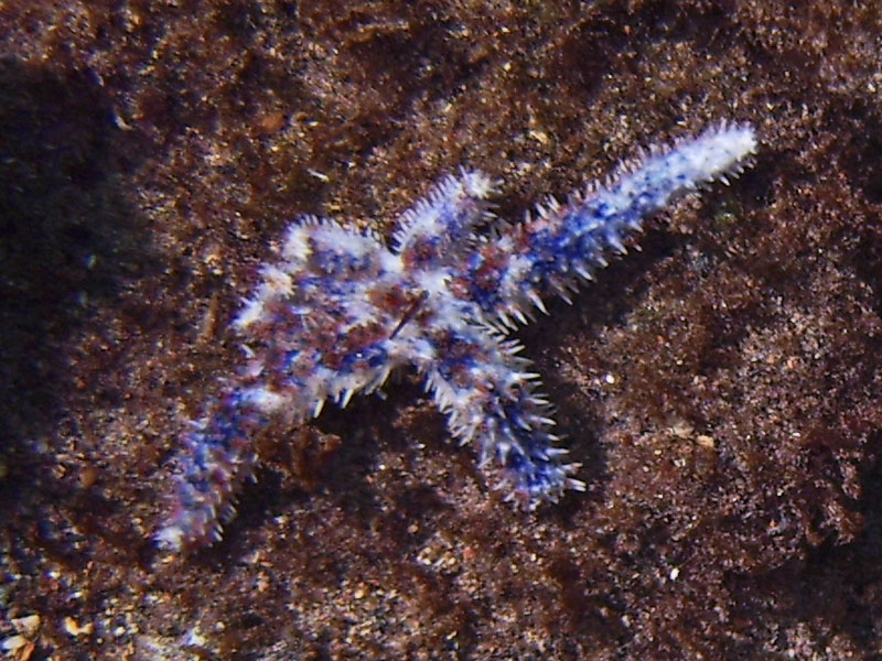 Etoile de mer pineuse, bleute,  jeune