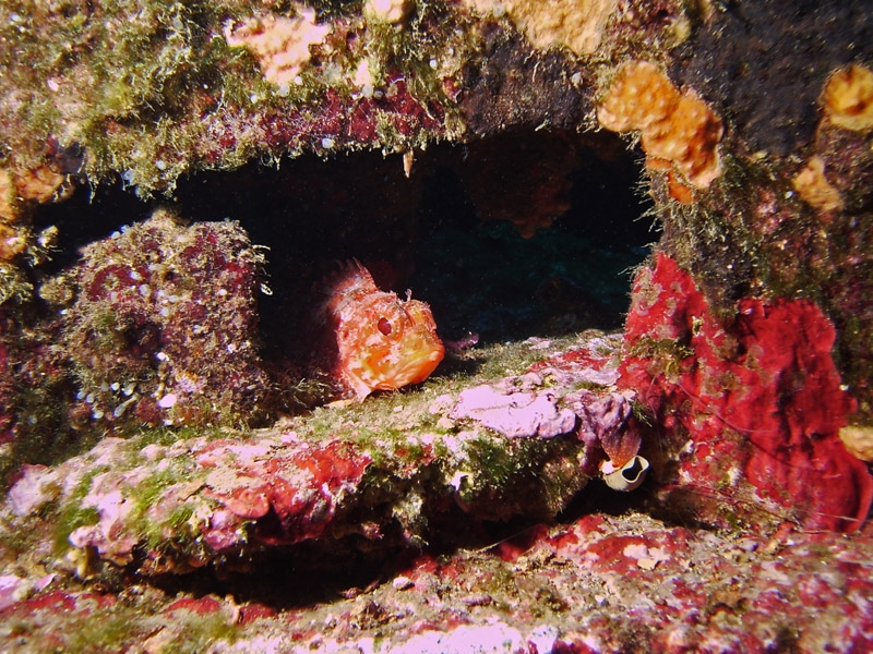 Rascasse rouge