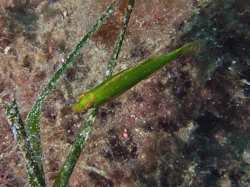 Labre vert