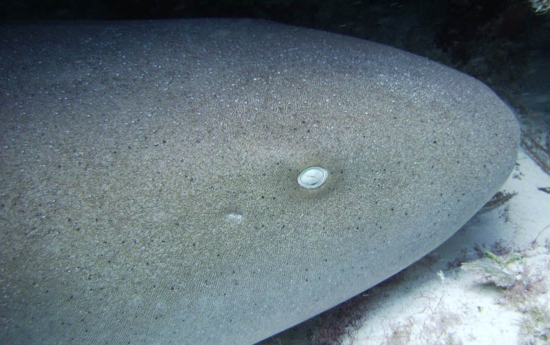 Nurse shark