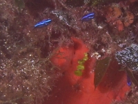 Chromis chromis