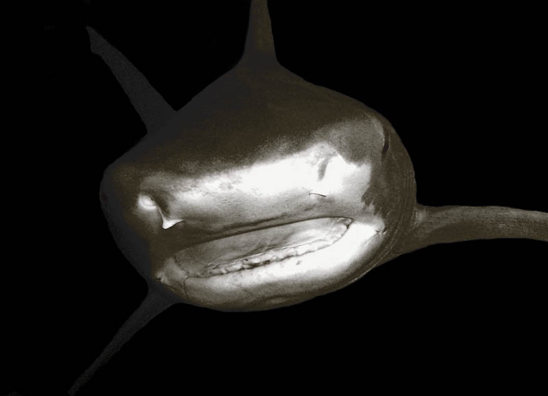 Tiger shark
