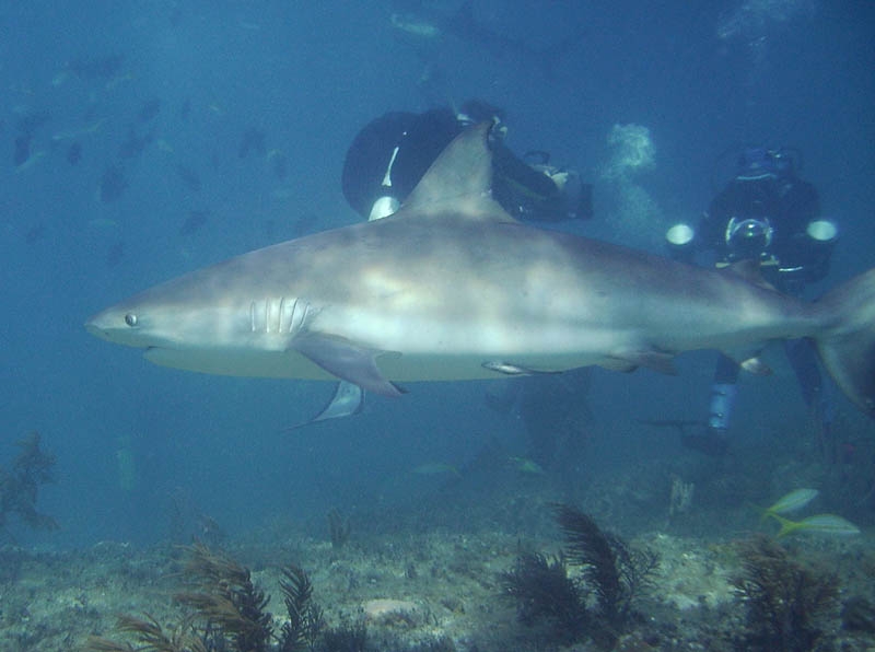 Reef shark and divers