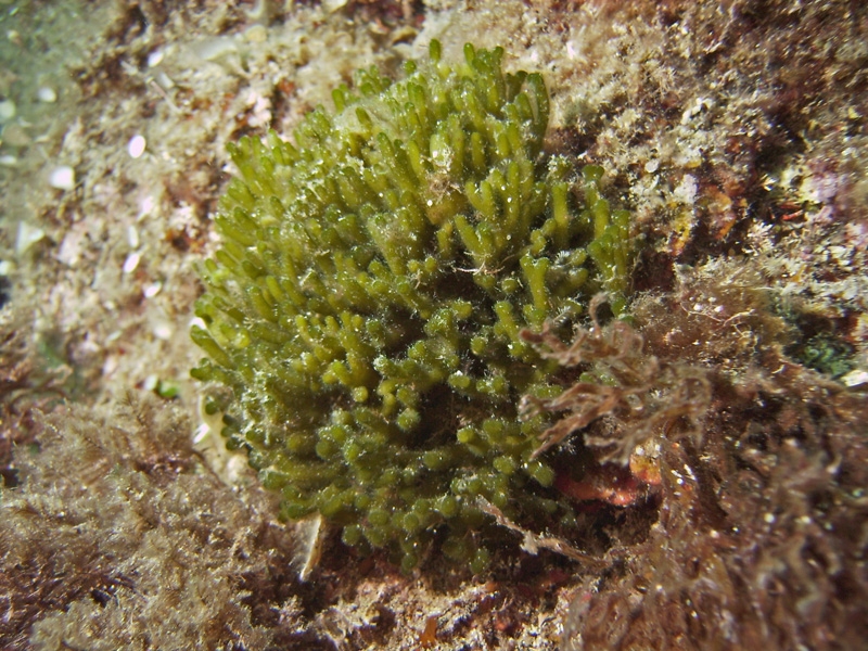 Chlorobionte