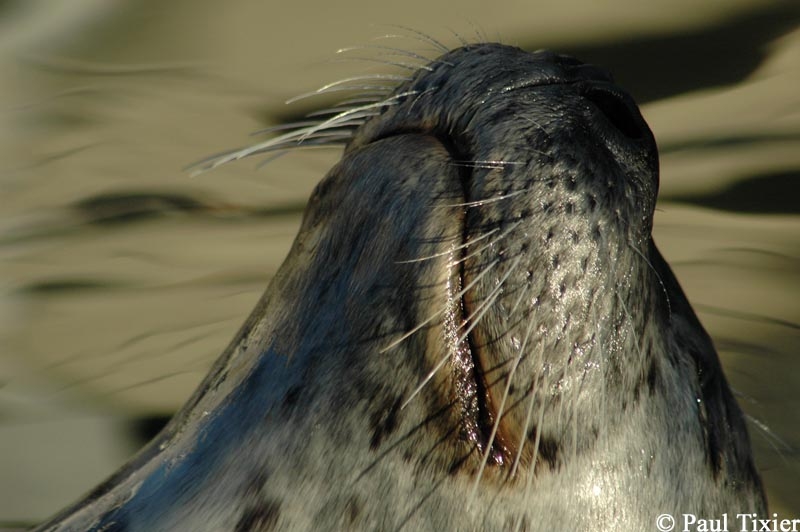 Les dernires photos ont t prises depuis la marina de Oak Bay  Victoria. Ces phoques sont sauvages mais ont trouv un bon moyen de se nourrir sans effort. Ils attendent le retour des bateaux de pche et leurs restes de poissons. Quelques touristes sont aussi rgulirement prsents et n'hsitent pas  leur donner  manger. Un bel exemple de dprdation, qui peut tre  long terme nuisible pour les animaux.