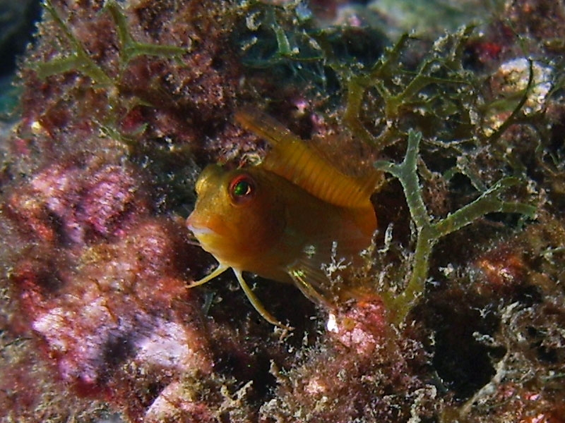 	Blennie pilicorne, phase jaune