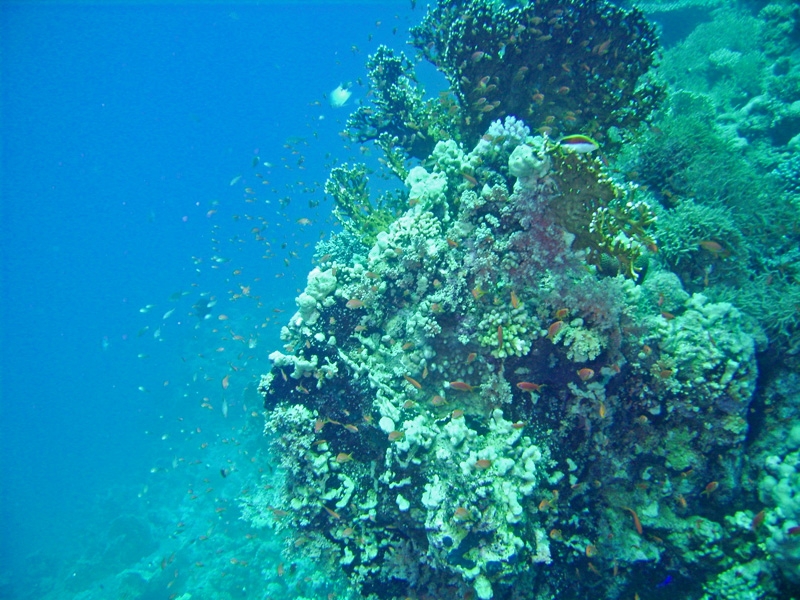 Corail / ambiance