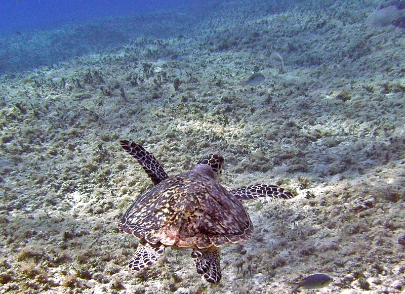 Turtle