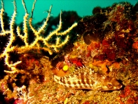 Serranus cabrilla