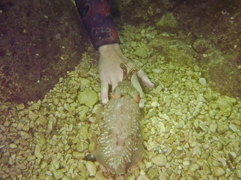 Seiche