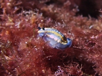 Hypselodoris tricolor