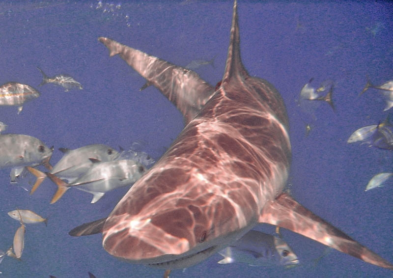 Reef shark
