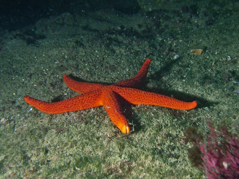 Etoile de mer