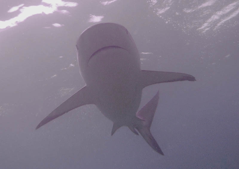 Reef shark