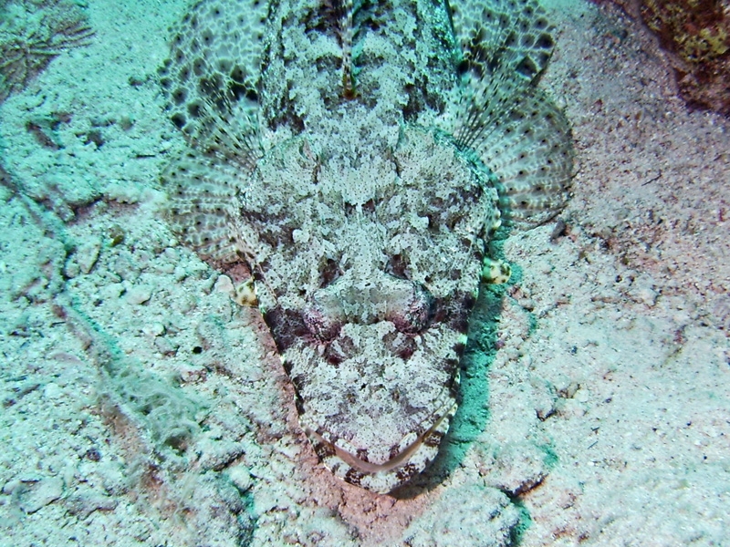 Poisson crocodile