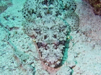 Papilloculiceps longiceps
