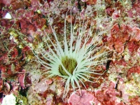 Cerianthus sp.