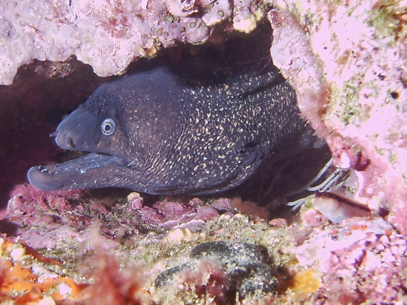 Murne.
Machoire infrieure tordue