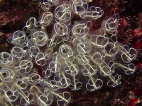	Clavelina lepadiformis