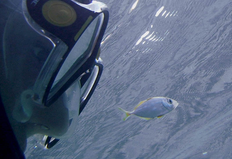 Jack a juvenile Yellow Jack