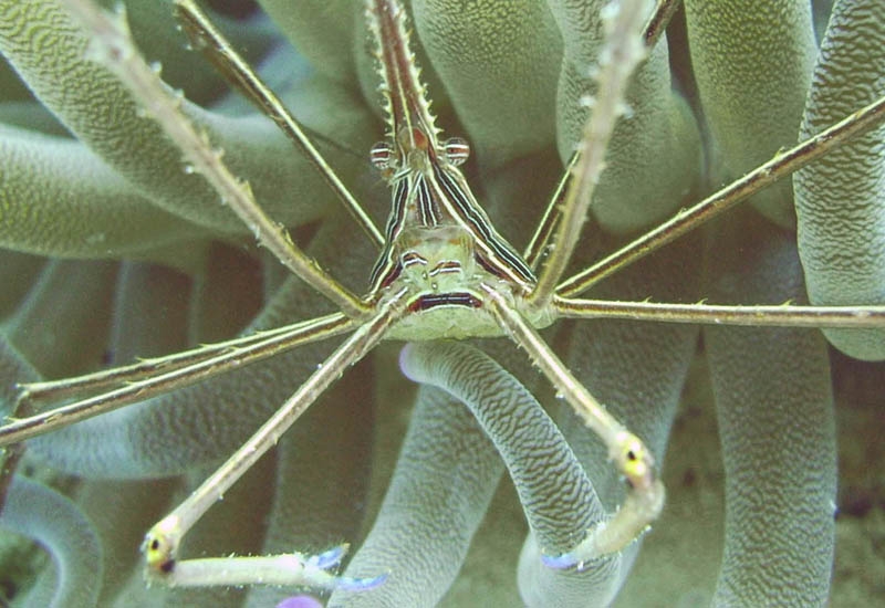 Crab
