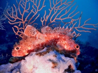 Scorpaena notata
