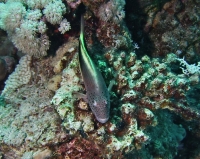 Paracirrhites  forsteri 