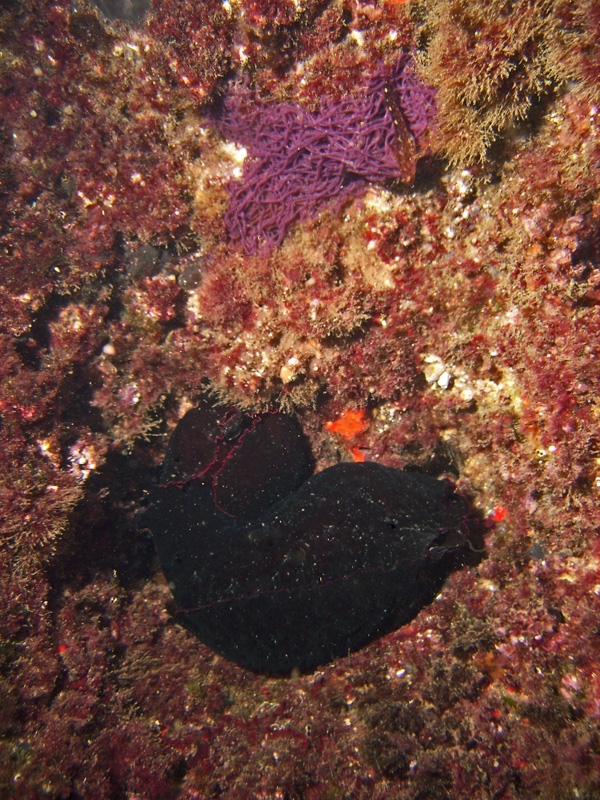 Aplysie