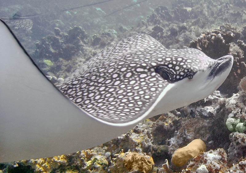 Eagle ray