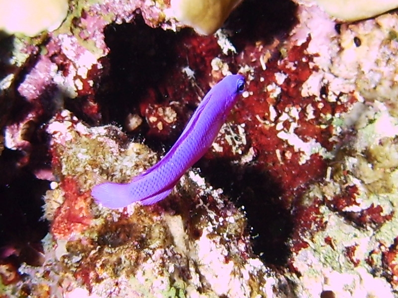 Orchid dottyback