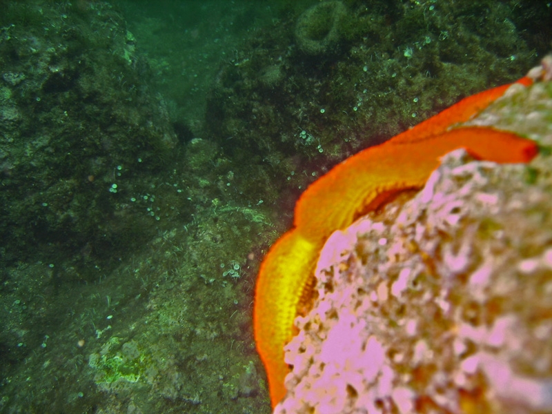 Etoile de mer