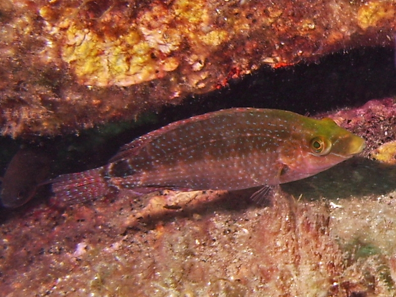 Crnilabre mditerranen