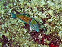 Thalassoma pavo