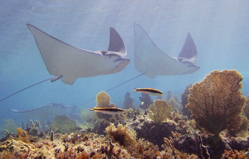 Eagle rays I love you !