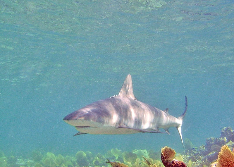 Reef shark